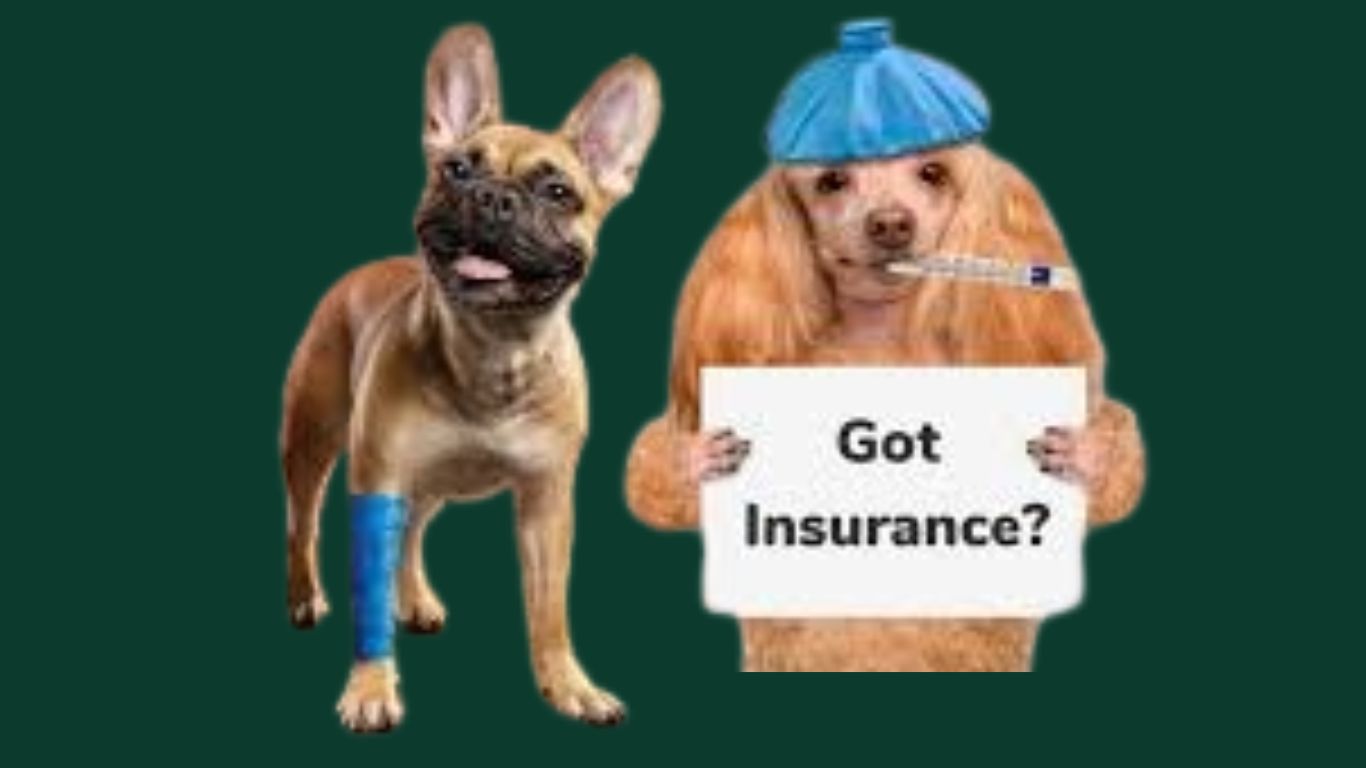 Dog Health Insurance Dog Health Issues